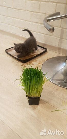 Котята британские