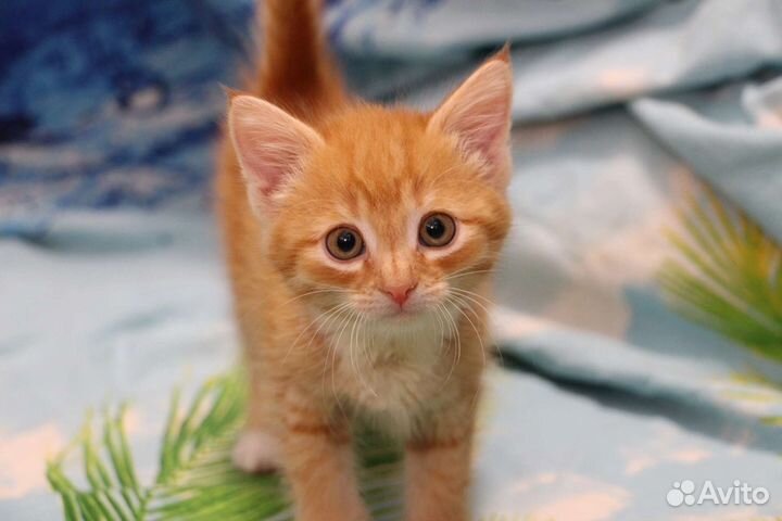 Котенок девочка Солнышко ищет дом