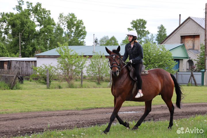 Продам кобыл
