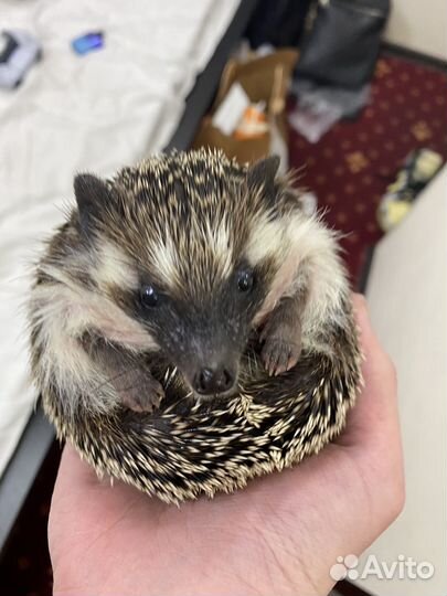 Африканский карликовый еж