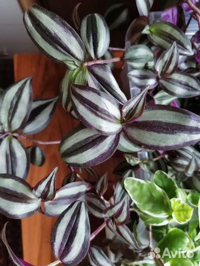 Традесканция Зебрина