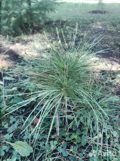 Кедр сибирский