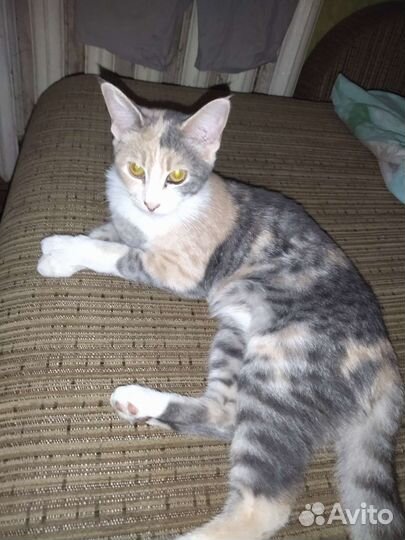 Кошка в дар