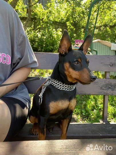 Щенки цвергпинчера