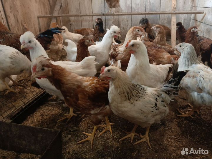 Молодые петушки домашние