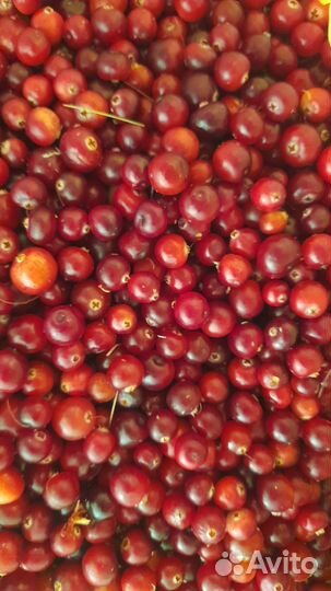 Клюква свежая