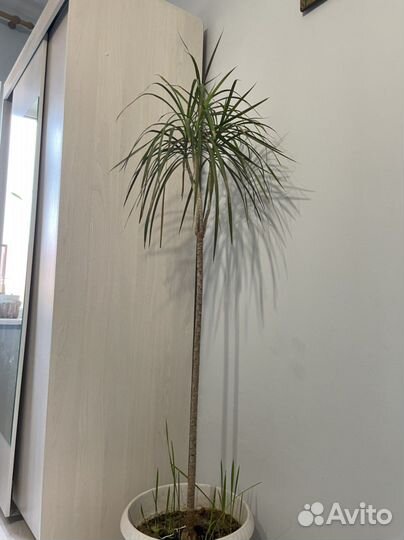 Пальма финики авокадо растения для дома