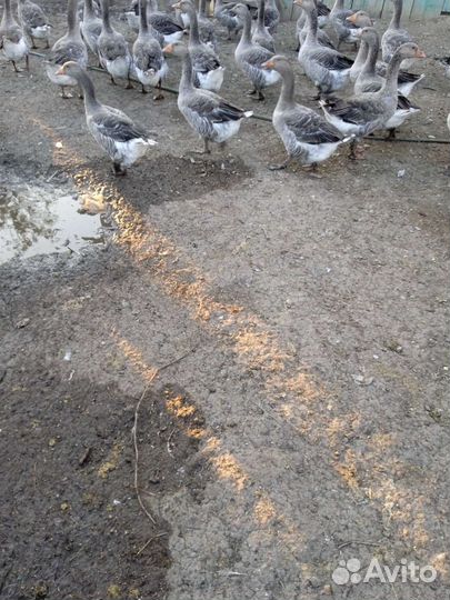 Гуси живьём