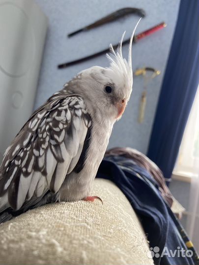 Попугай Корелла ручной самка