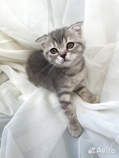 Шотландская