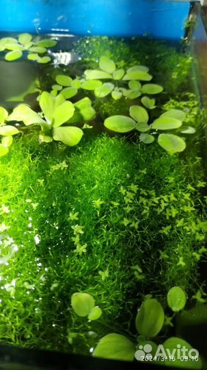 Аквариумные растения риччия и пистия