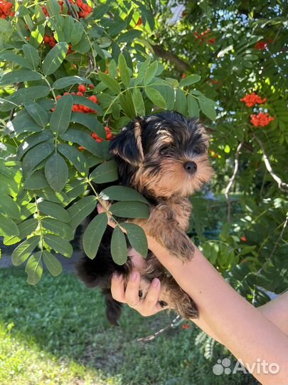 Йоркширский терьер