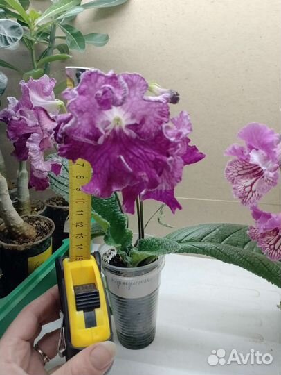 Детки сортовых стрептокарпусов