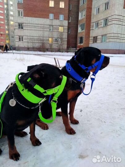 Недоуздок для собак(халти)