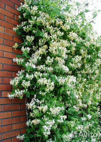 Каприфоль многолетняя лиана