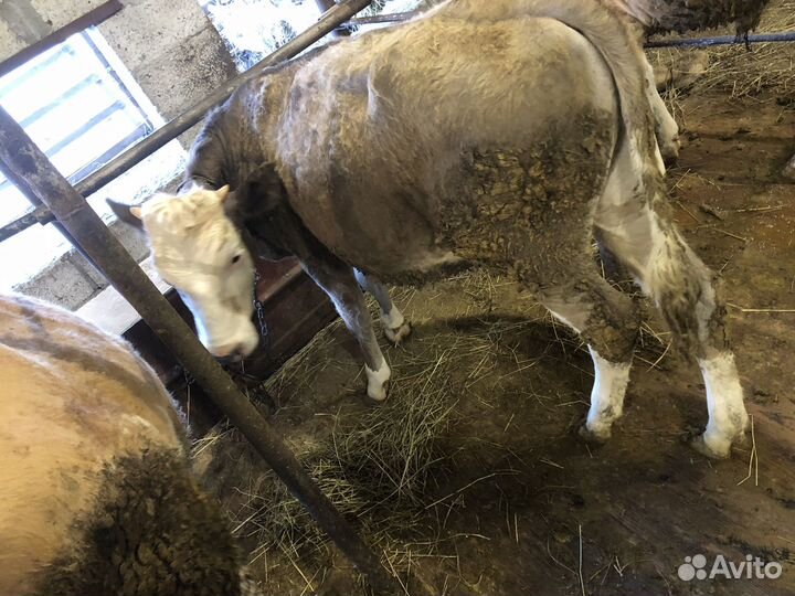 Бычки и телки