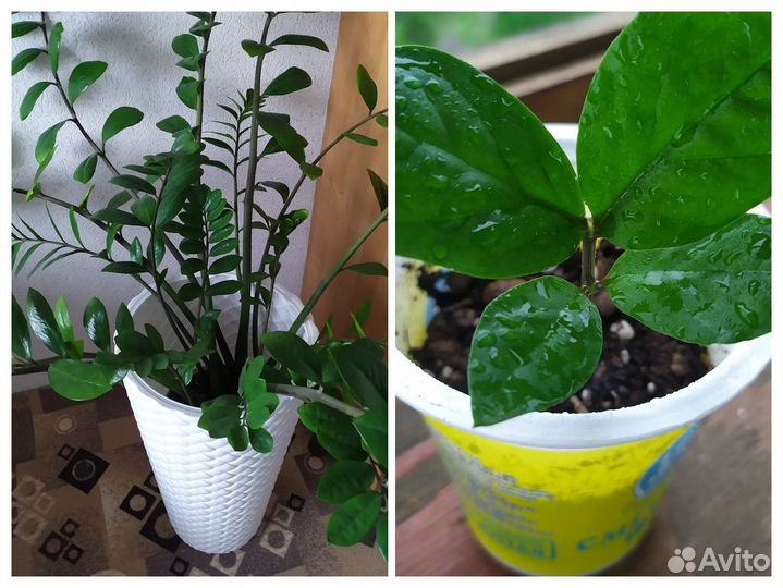 Комнатные цветы