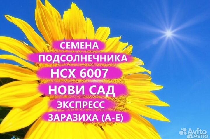 Семена подсолнечника нсх 6007 Гибрид нс, Рязань