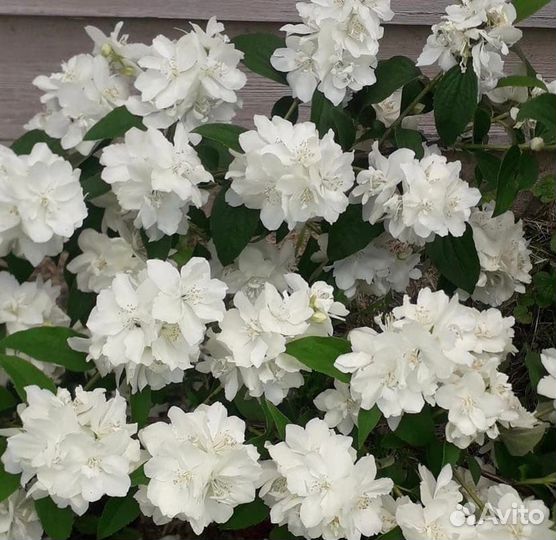 Жасмин садовый (Чубушник)