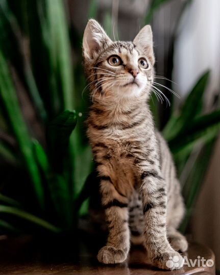 Котенок в добрые руки