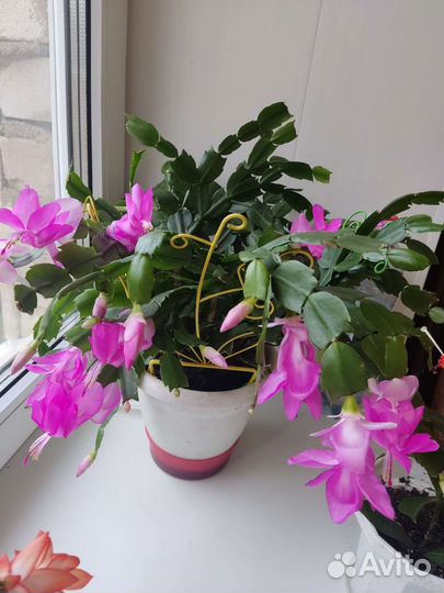 Комнатные растения