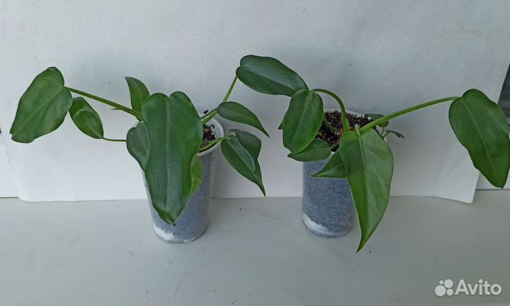 Ароидные, хойи, эписции