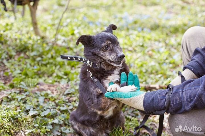 В добрые руки взрослый особенный пёс Барсук