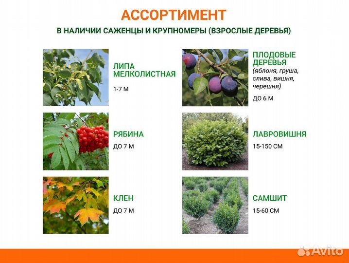 Липа, рябина, клен из питомника