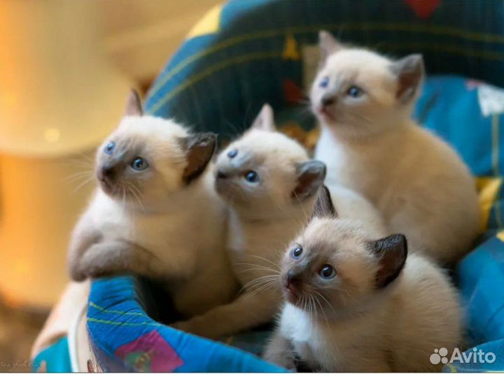 Сиамские котята