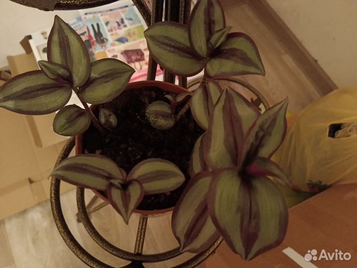 Декабрист, традесканция