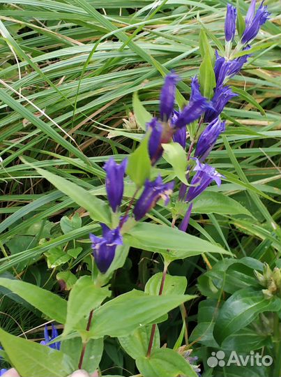 Редкие растения для сада