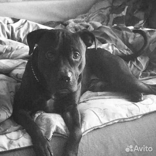 Питбуль. Вязка