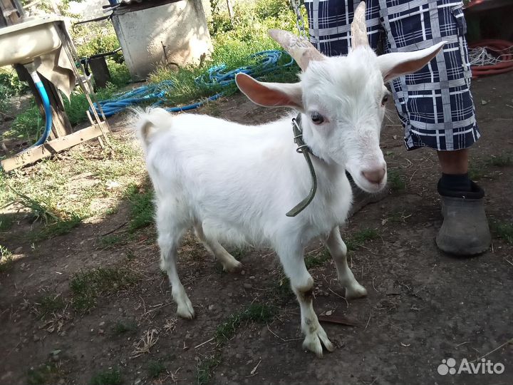 Козлята