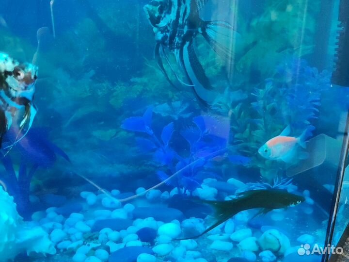 Аквариумные рыбки