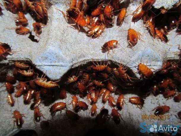 Мучной червь, сверчок, таракан туркменский