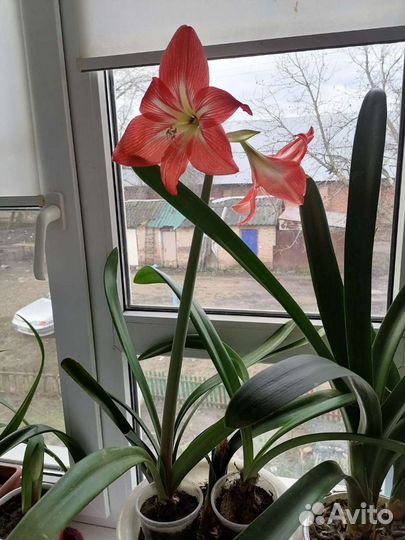 Цветы комнатные