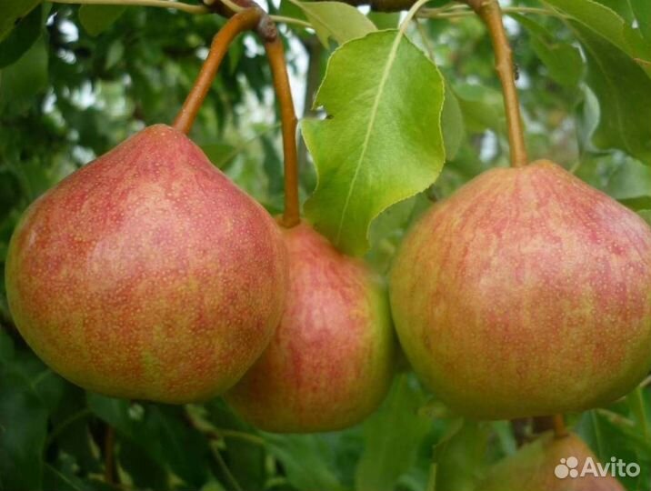 Саженцы груши Памяти Яковлева