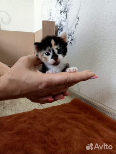 Котята сфинкс