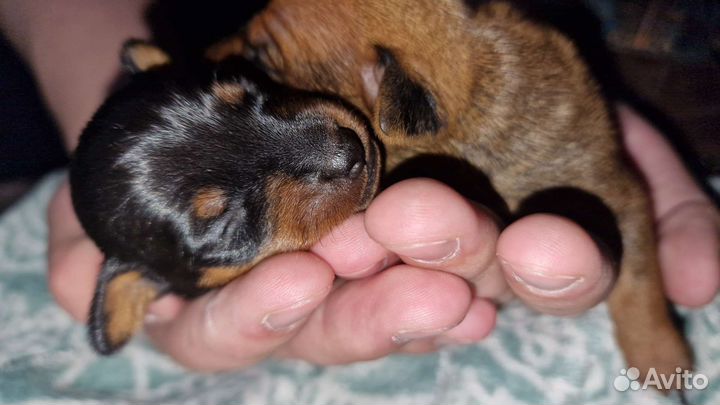 Цвергпинчеры