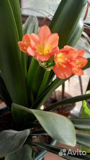 Цветок кливия