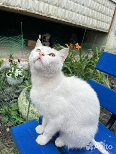 Кошка в дар