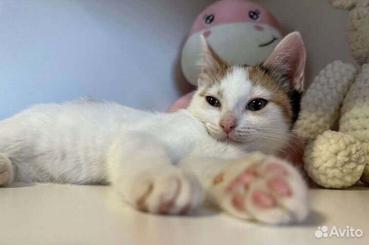 Кошка в дар