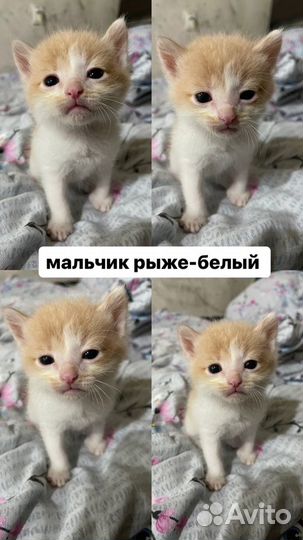 Котята в добрые руки бесплатно