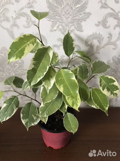 Фикус Бенджамина, пестролистный