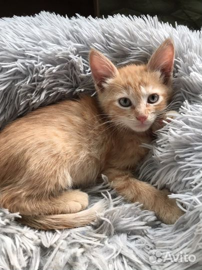 Кошки в добрые руки бесплатно