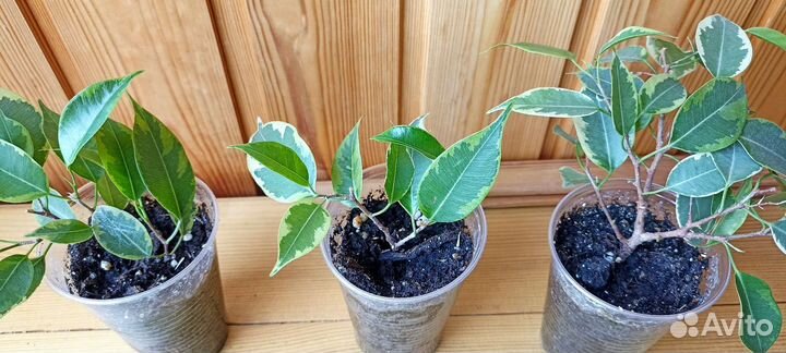 Фикус бенджамина