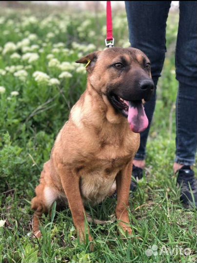 Собака в добрые руки отдам бесплатно