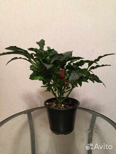 Перец комнатный острый с плодами