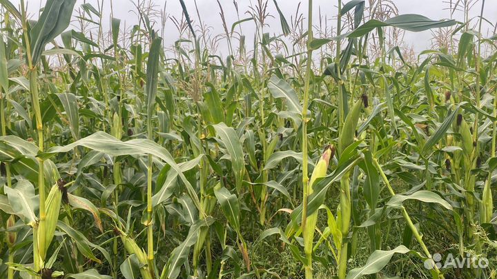 Силос кукурузный 2023 года