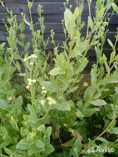 Пряная трава